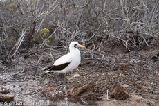 Galapagos-Tiere10.jpg